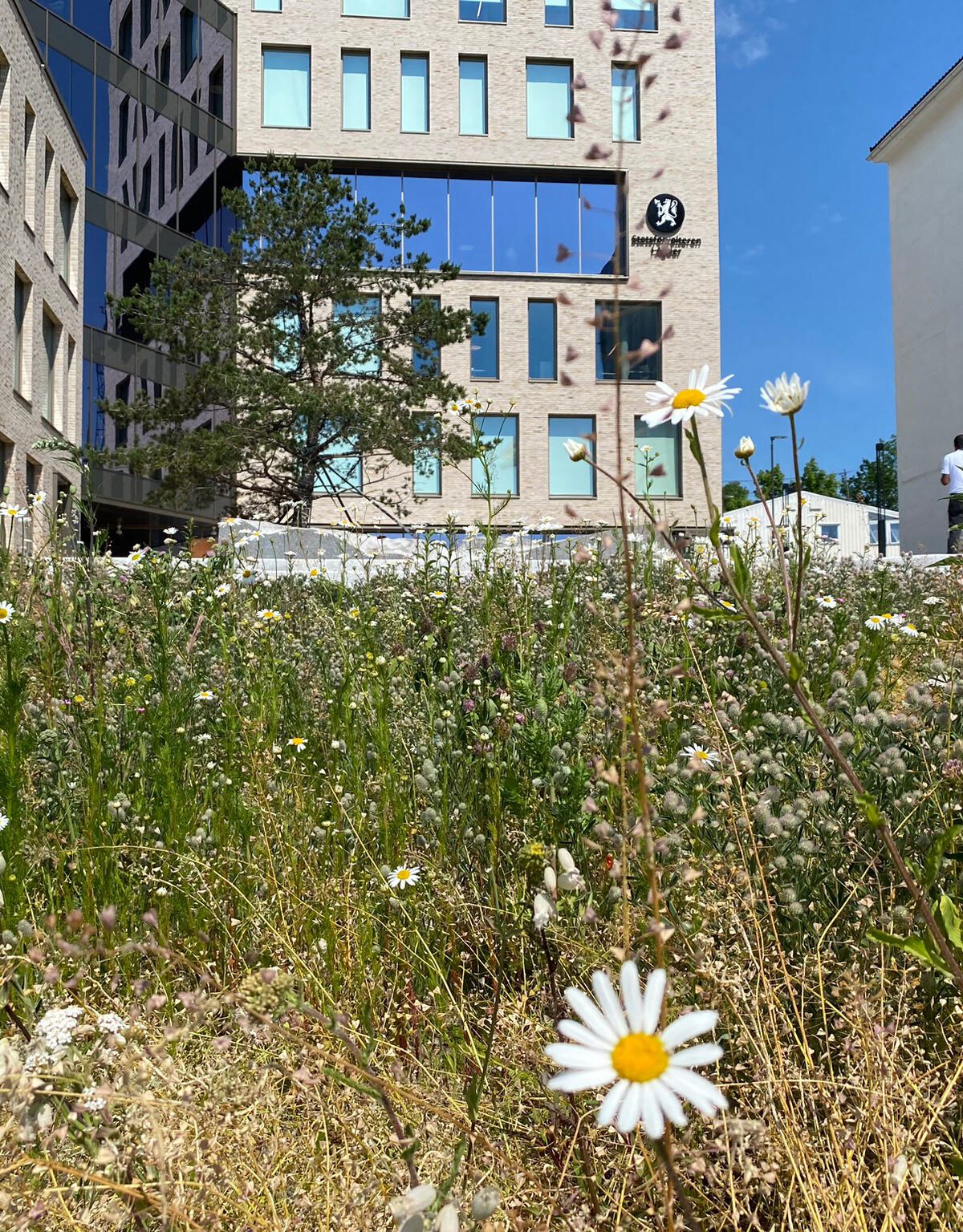 Blomstereng med stedegne arter innenfor areal for Breeam