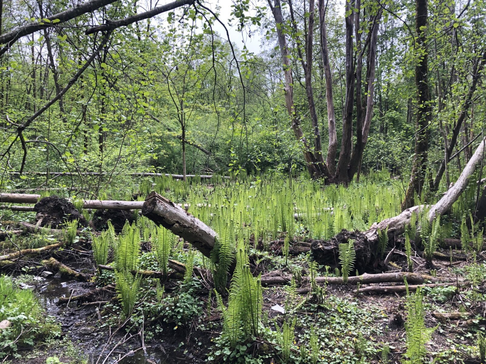 Natur