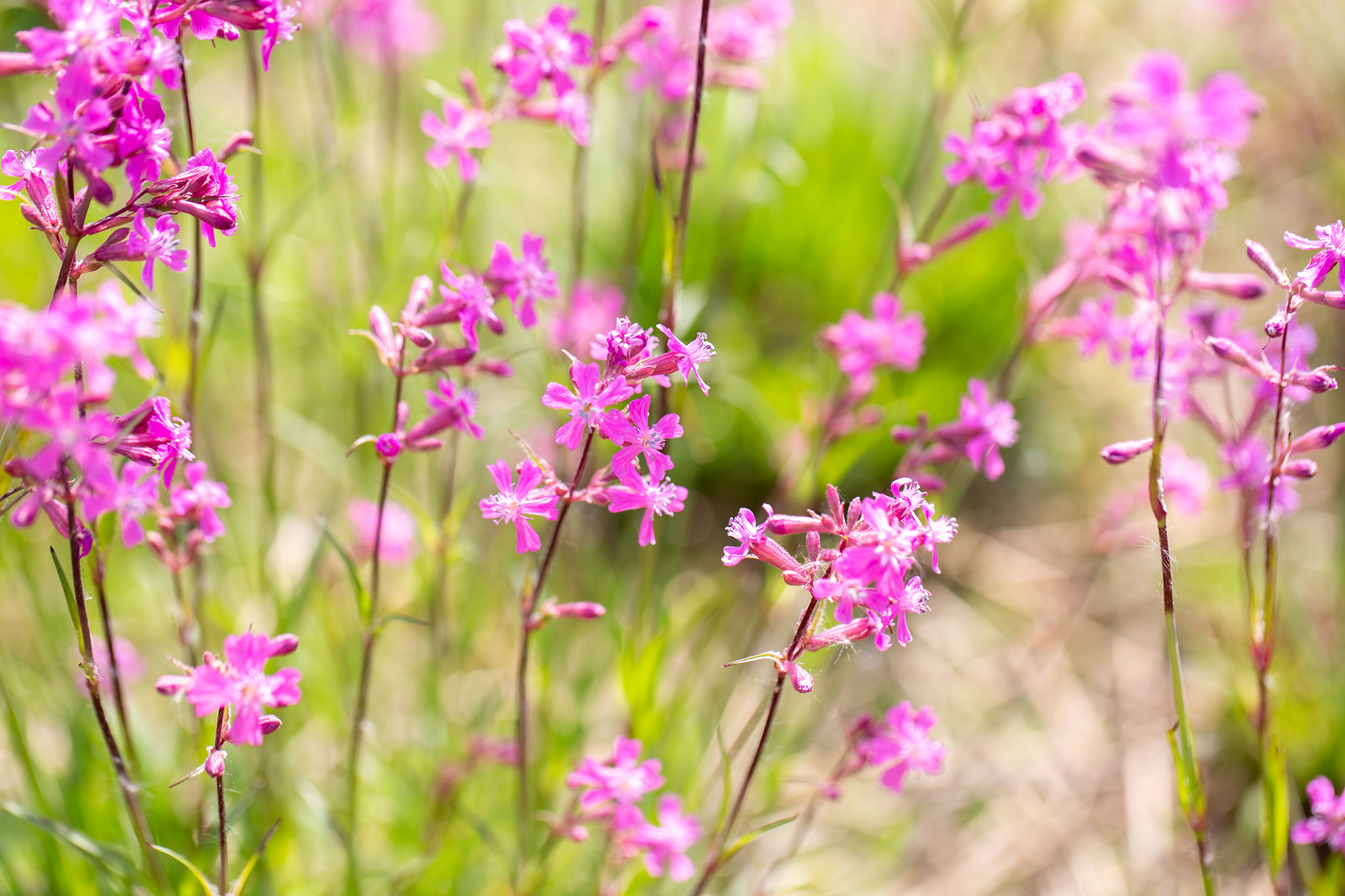 Nærbilde av rosa blomster