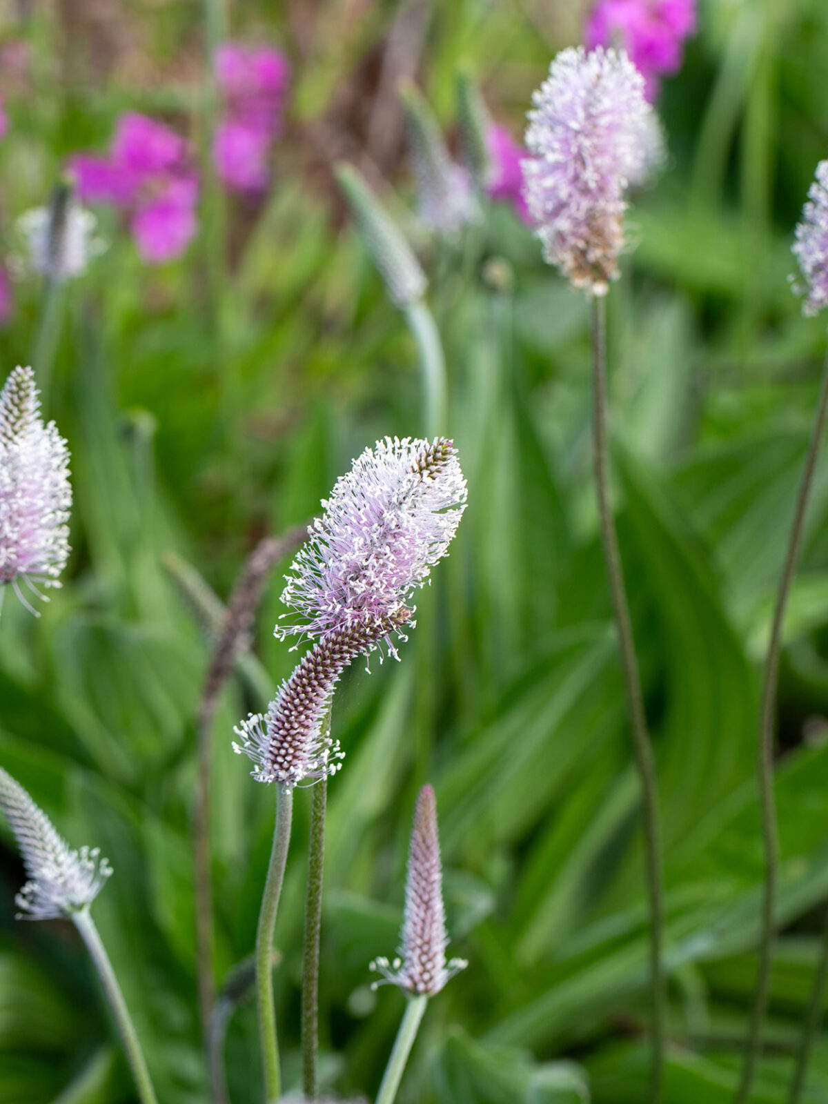 Nærbilde av lilla blomster