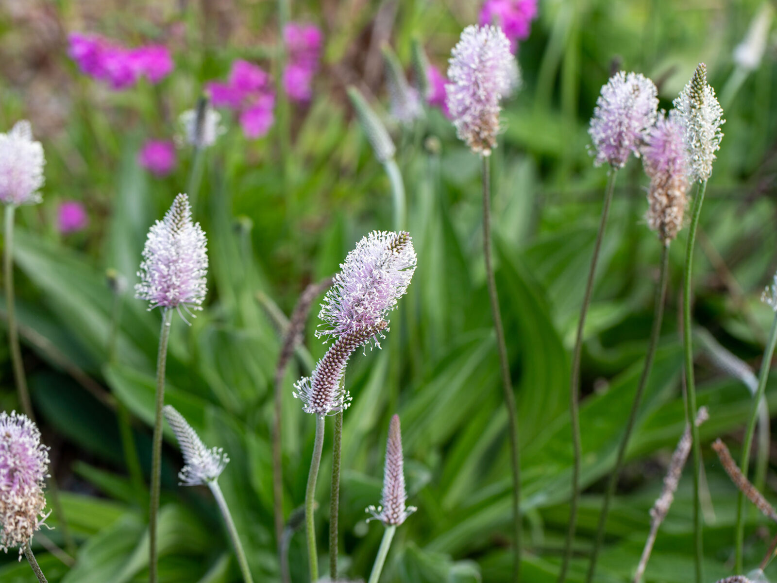 Stille stemmer i prosjektering av park i Jåttåvågen