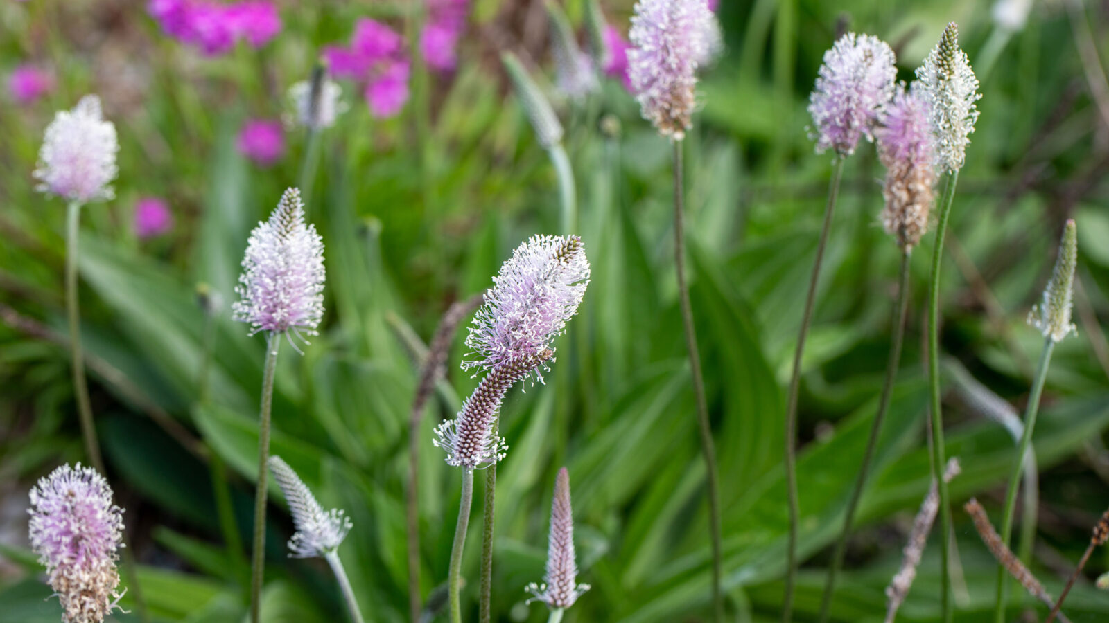 Nærbilde av lilla blomster