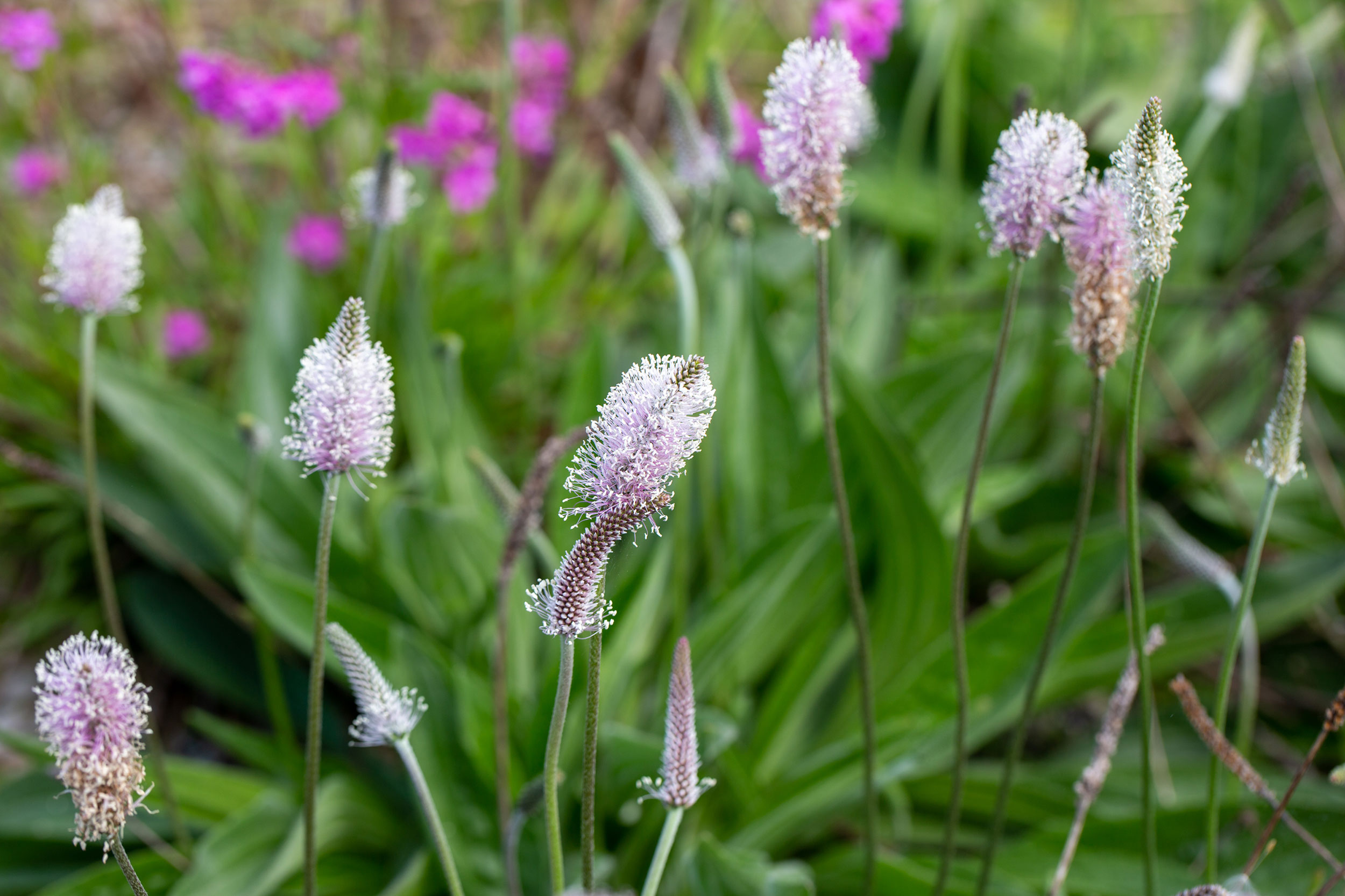 Nærbilde av lilla blomster