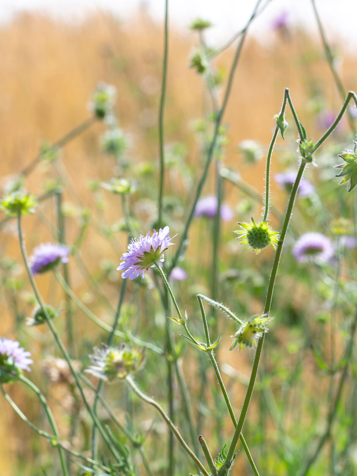 Nærbilde av lilla blomster