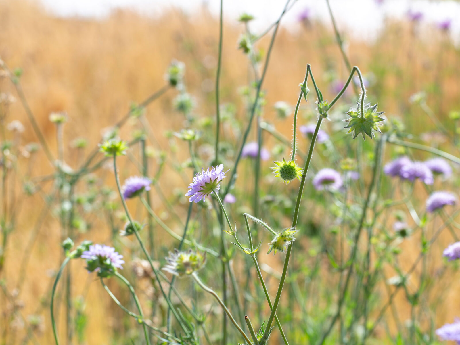 Boligsosiale tiltak - Mulighetsstudie boligplan
