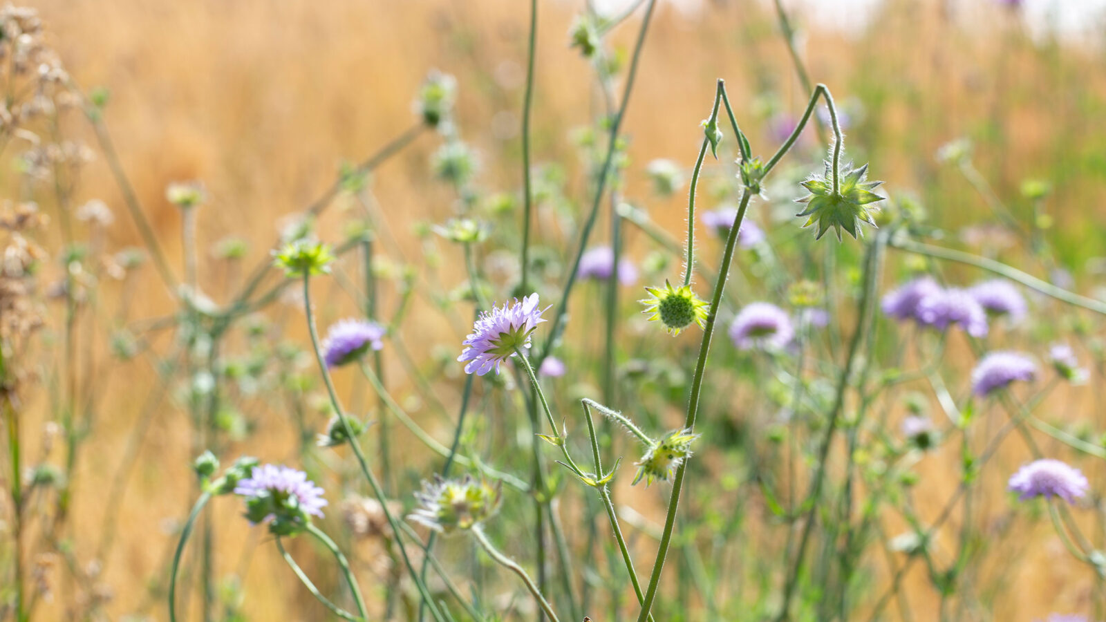Nærbilde av lilla blomster