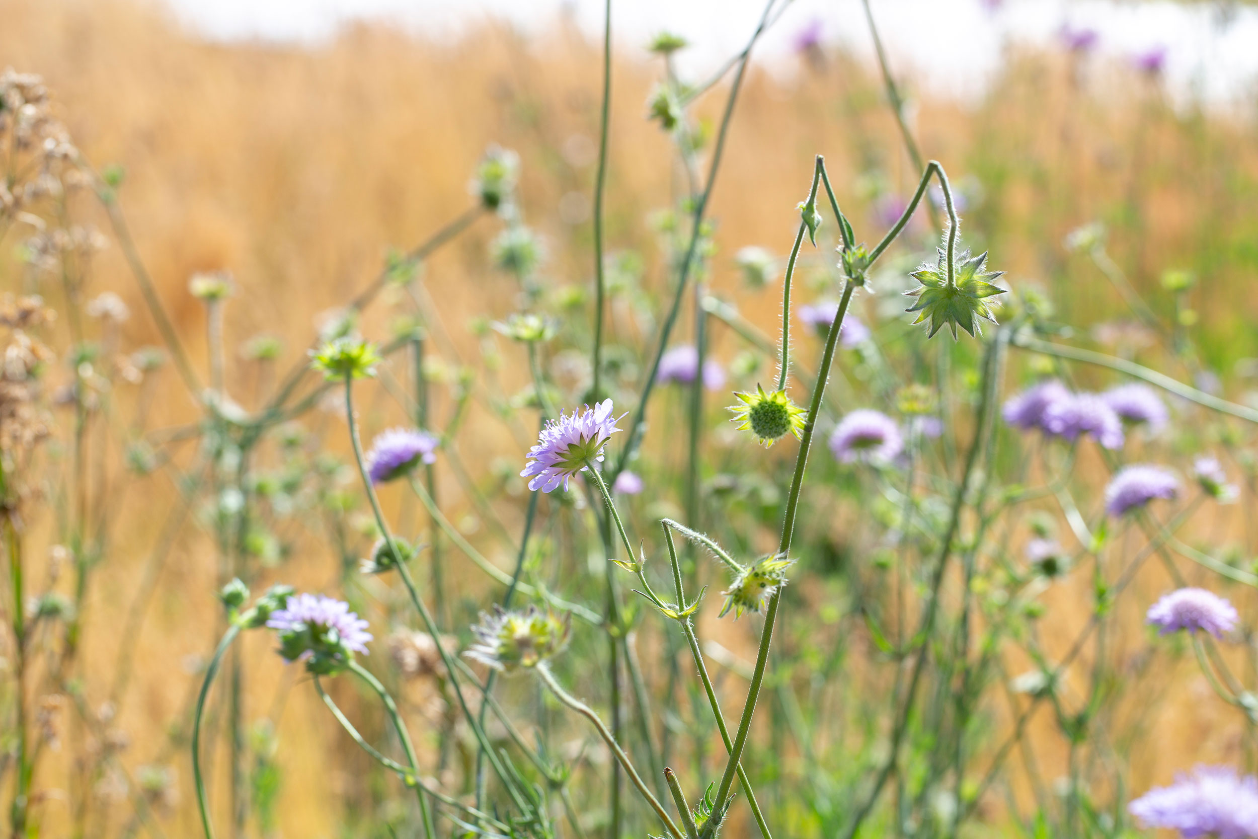 Nærbilde av lilla blomster