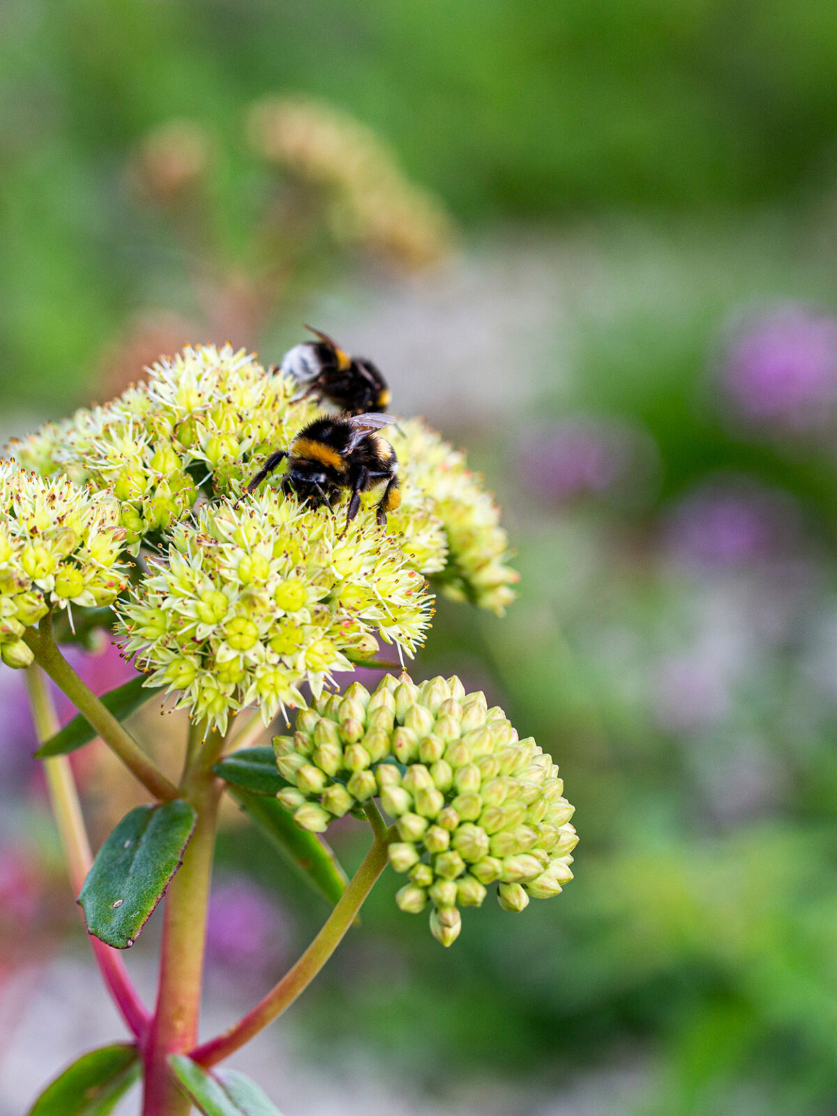 Nærbilde av gule blomster med humler på