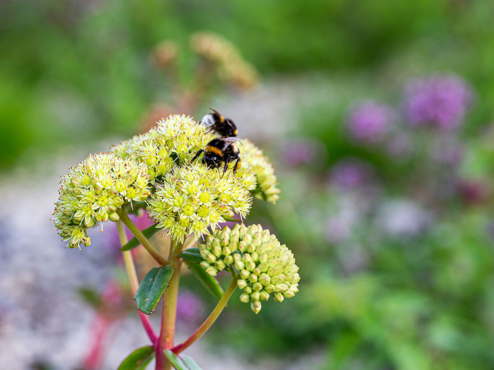 Medvirkning og analyse: Utvikling og utforming av park i Sarpsborg