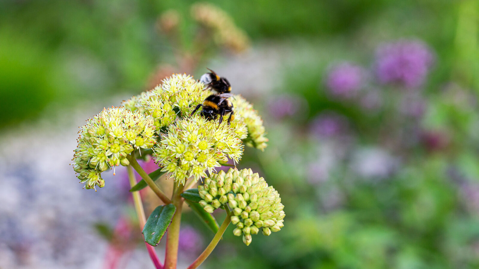 Nærbilde av gule blomster med humler på