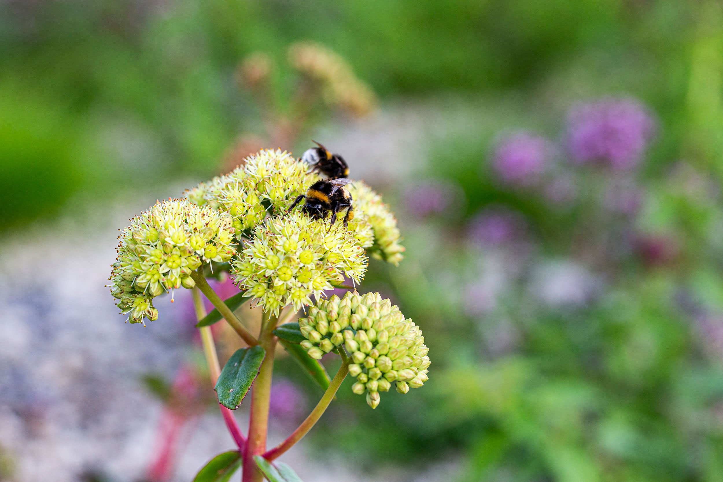 Nærbilde av gule blomster med humler på