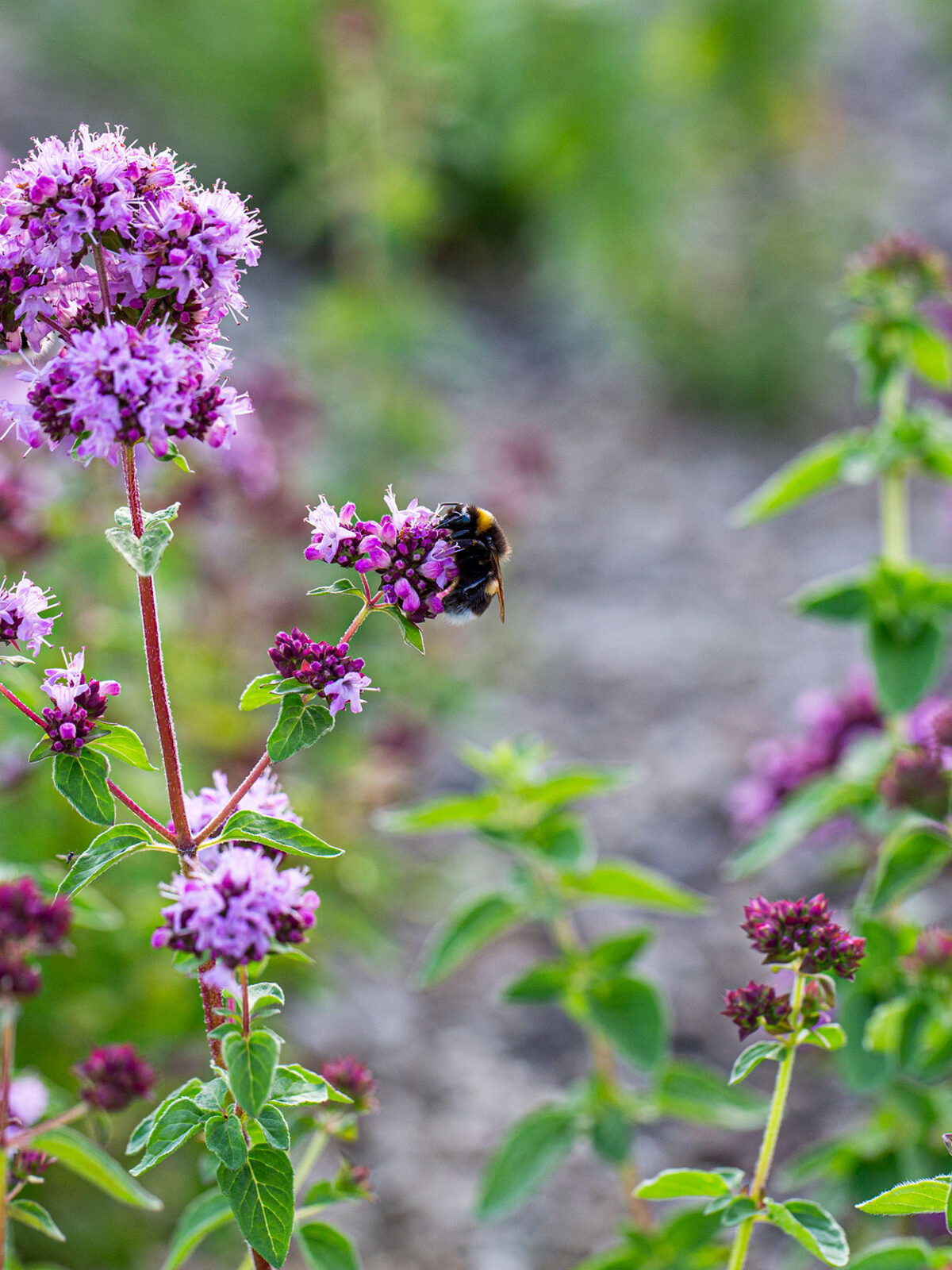 Nærbilde av lilla blomster med humle på