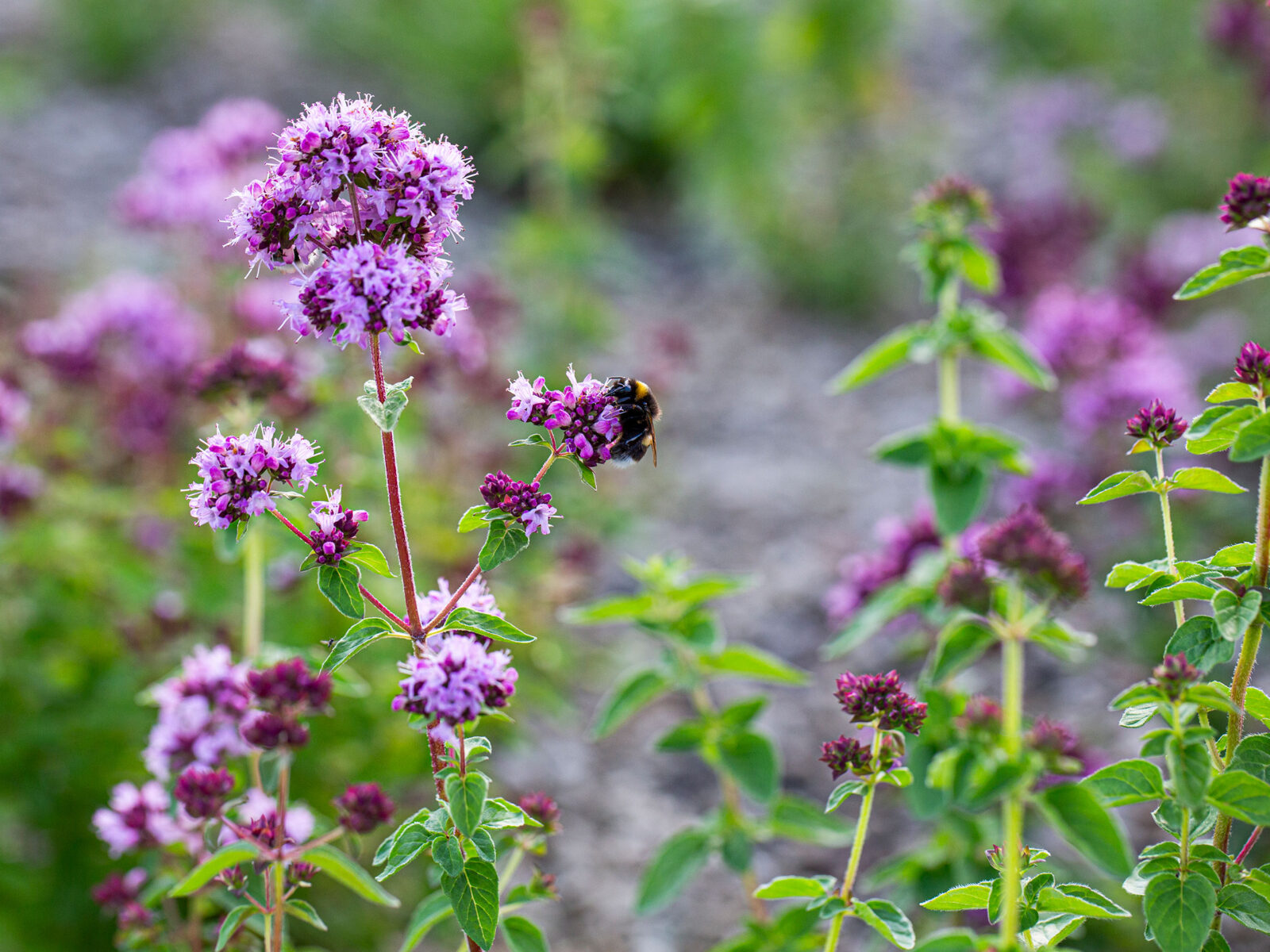 Sosiokulturell stedsanalyse rundt Stavanger universitetssykehus