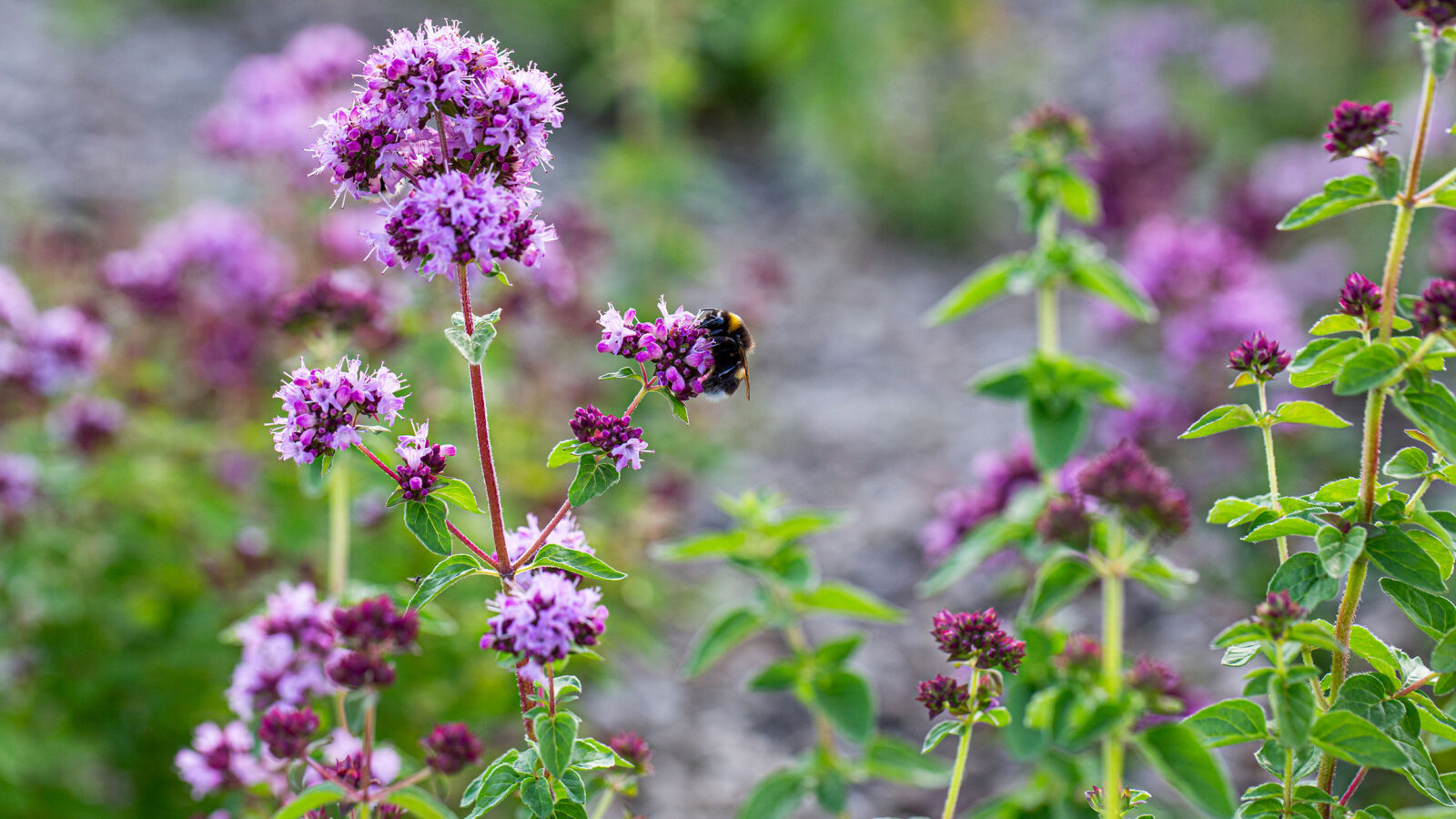 Nærbilde av lilla blomster med humle på