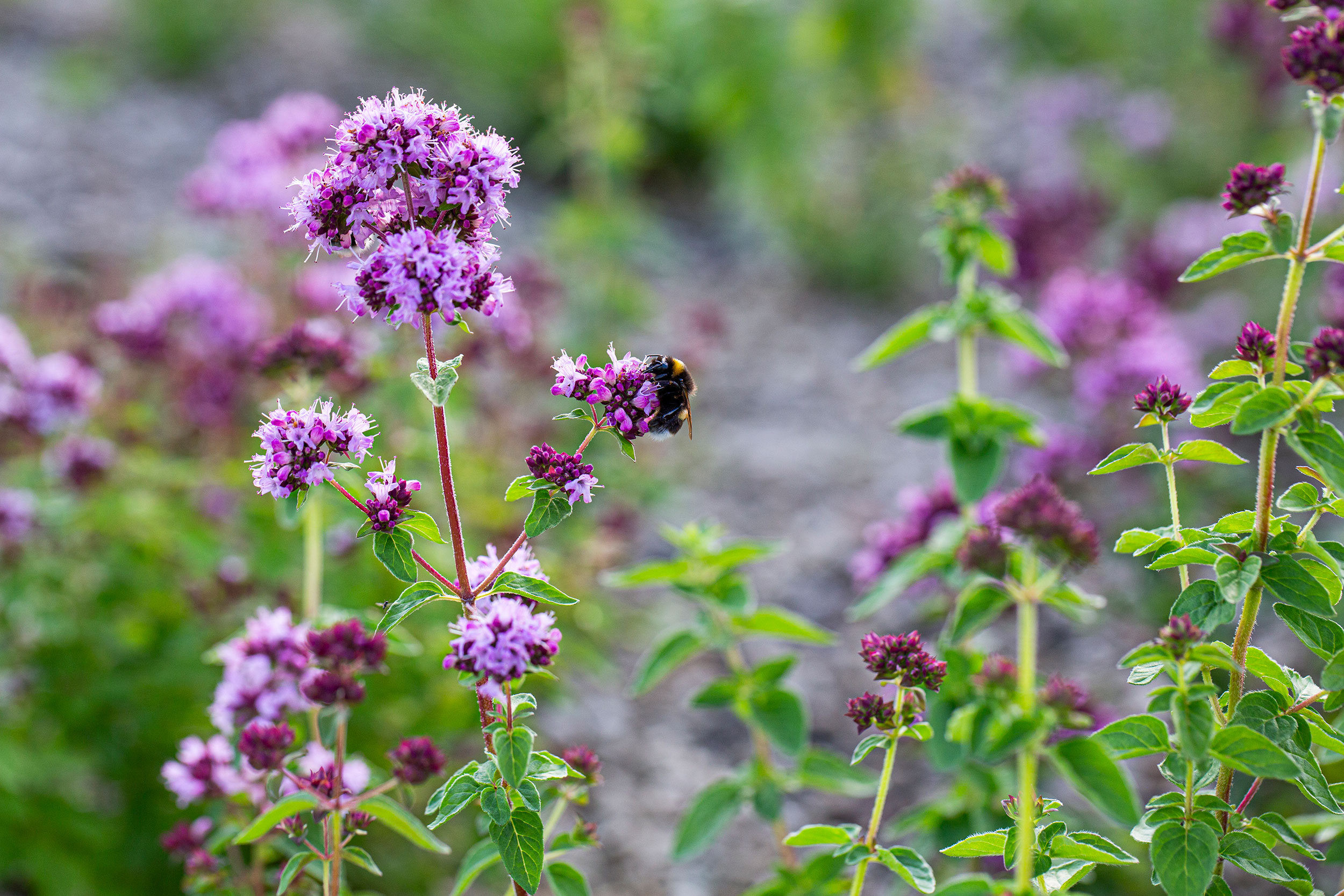 Nærbilde av lilla blomster med humle på