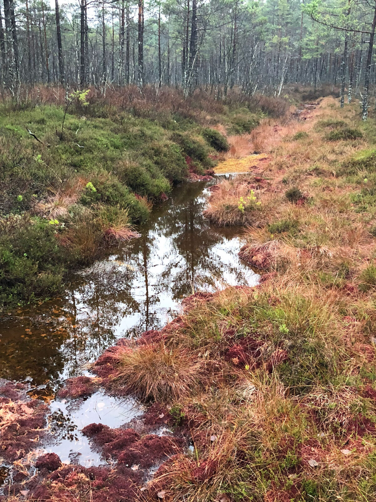 Myr i en skog. Illustrerer myra som skjult klimahelt.