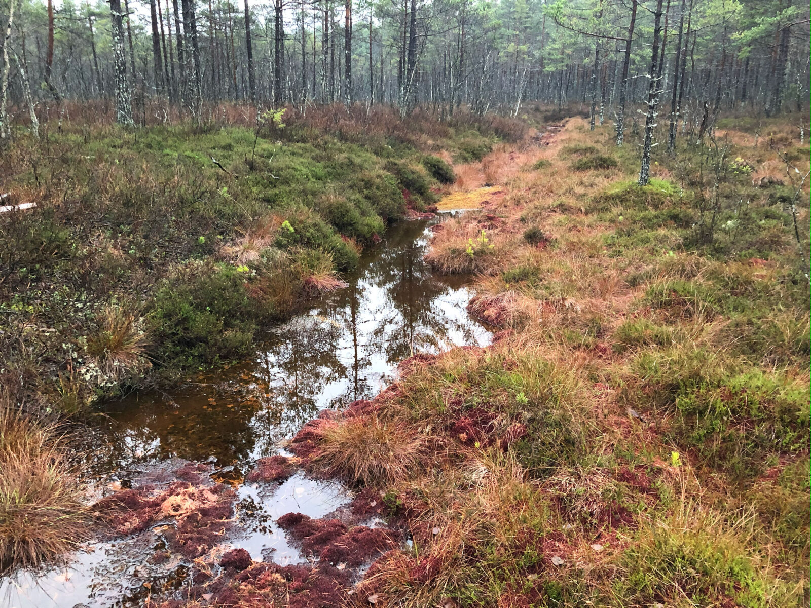 Myra som skjult klimahelt