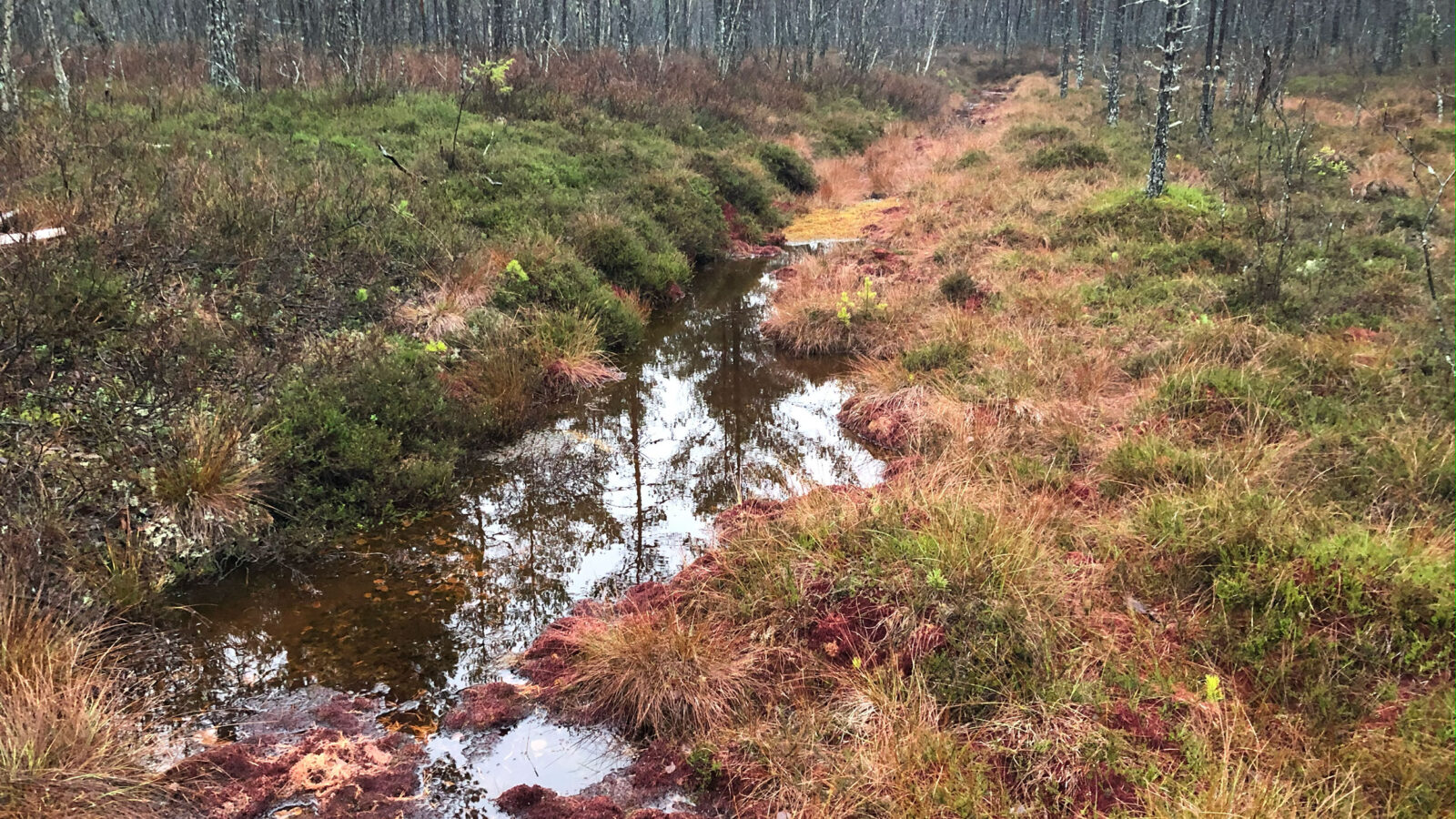 Myr i en skog. Illustrerer myra som skjult klimahelt.