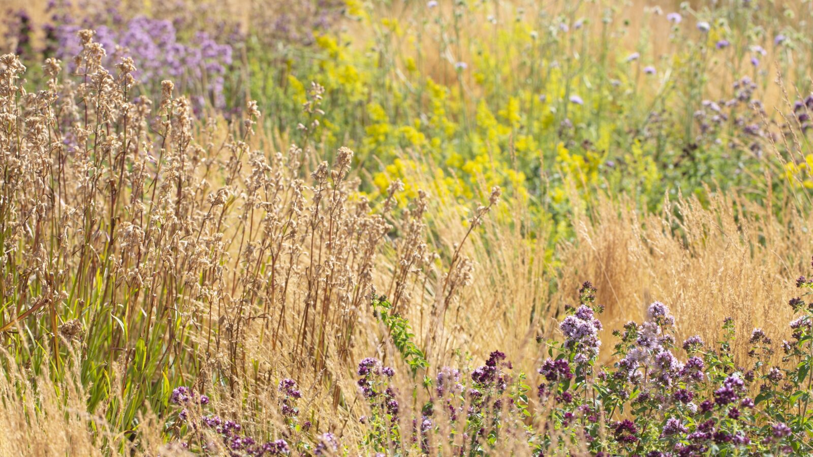Blomstring av bergmynte, gulmaure og rødknapp på taket til Vega scene i juni 2020.