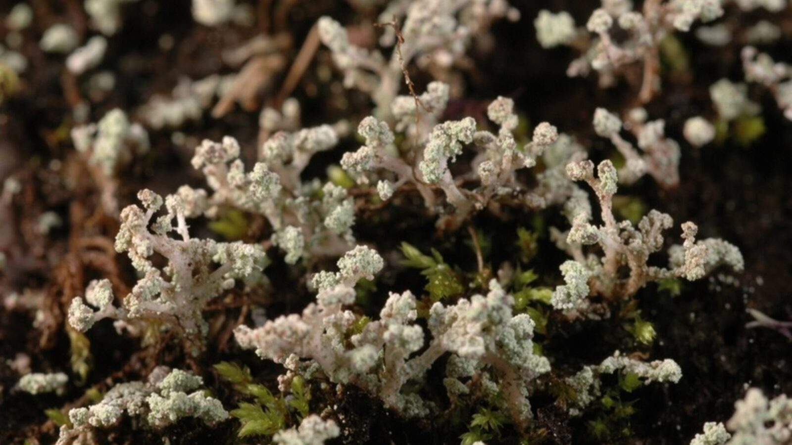 Flatsaltlav (Stereocaulon coniophyllum) er en lavart er knyttet til fosseberg og vurdert som sårbar i rødlisten for arter.