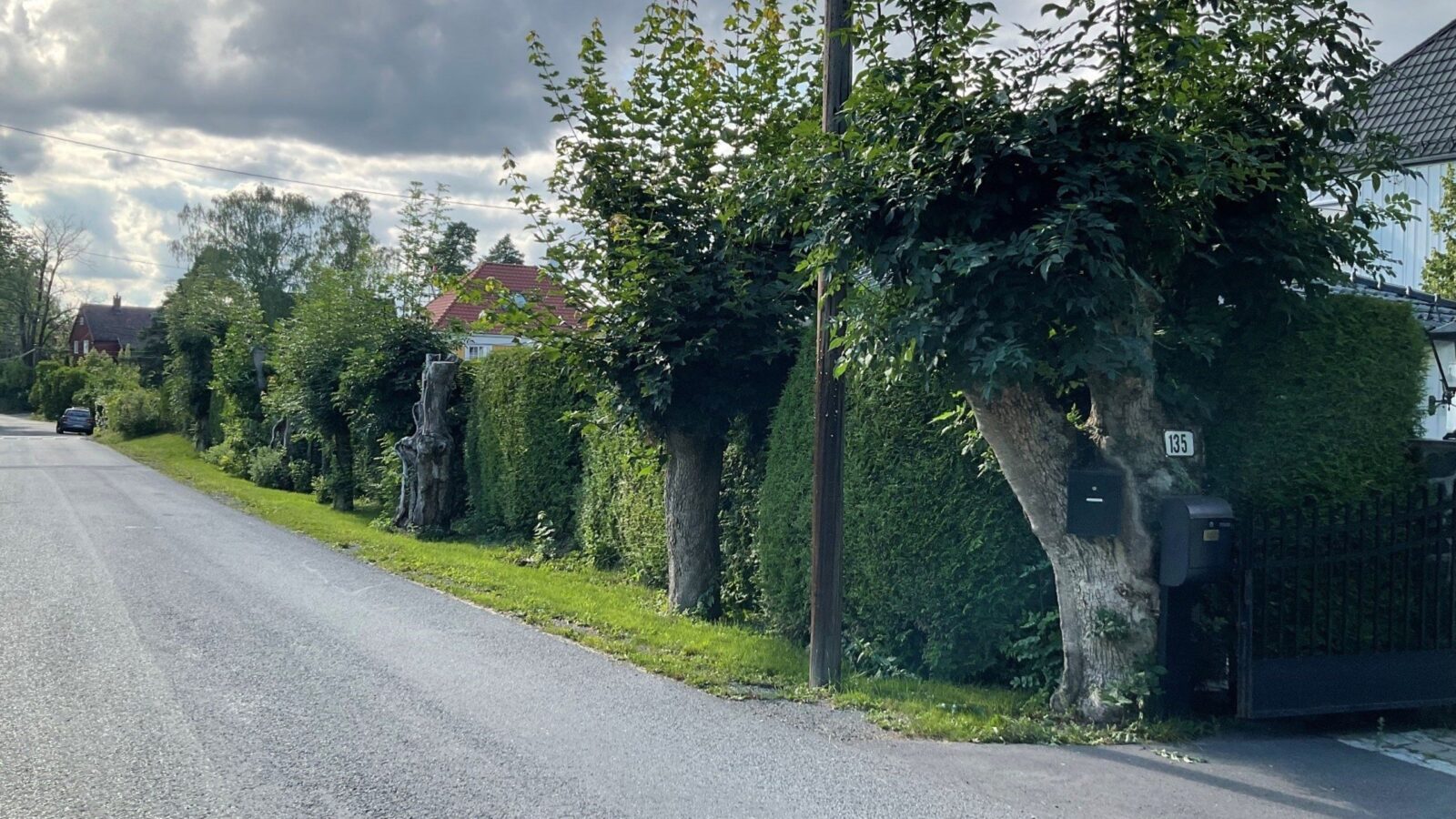 Rester av en eldre askeallé langs Gamle Drammensvei.
