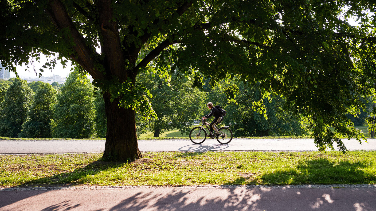 Et stort tre ved en gangvei og en som sykler forbi.