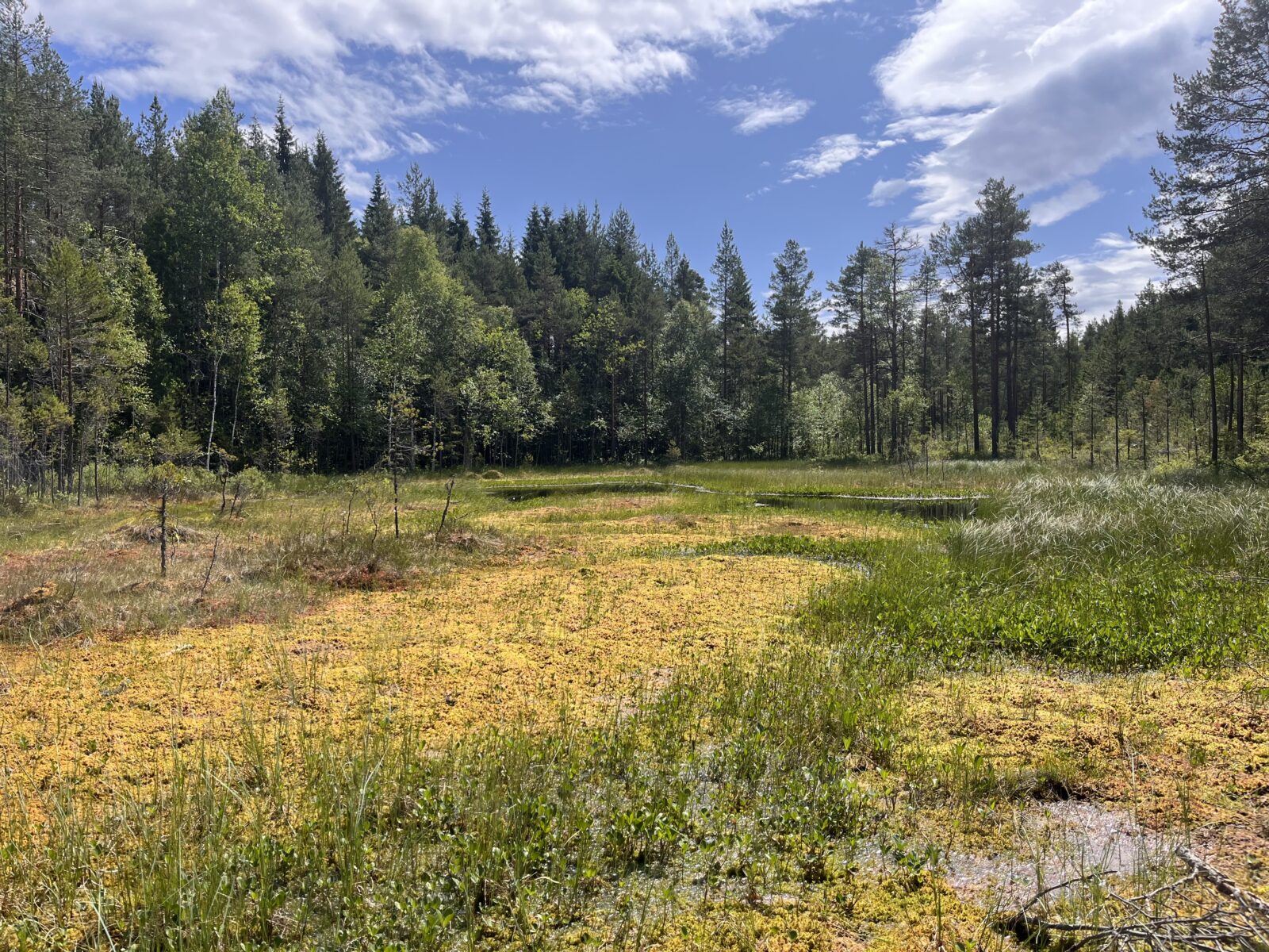 Redder karbonlagre og sjeldne arter: Nå starter arbeidet med Skiens myrer