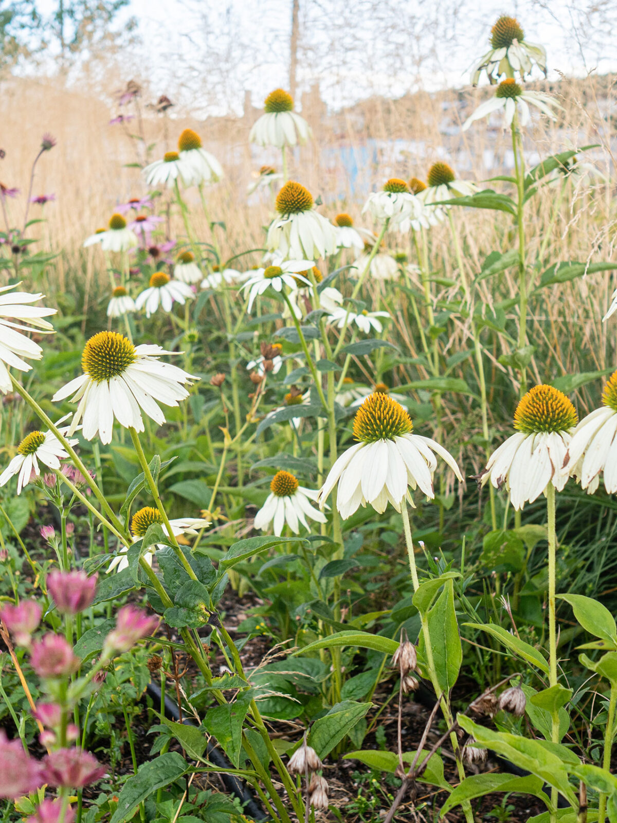 En grønn blomstereng med prestekrager.