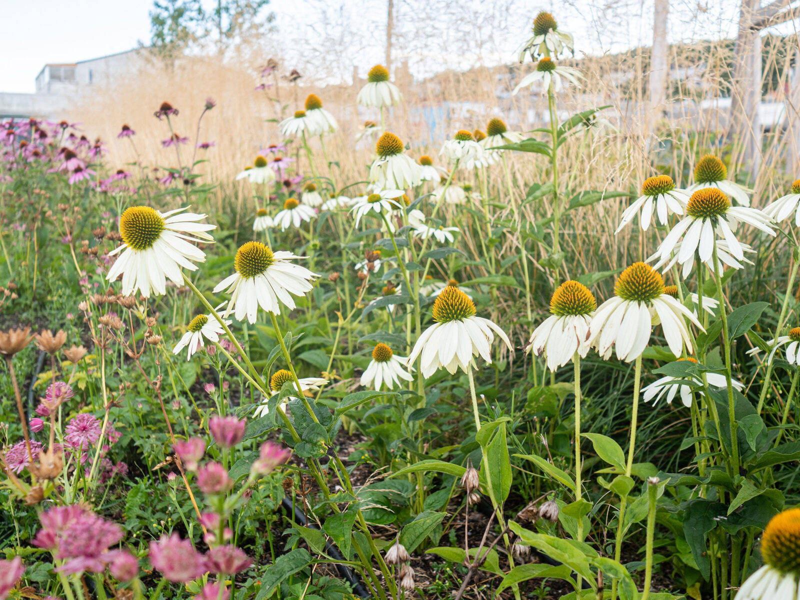 Medvirkning og analyse på Fornebu