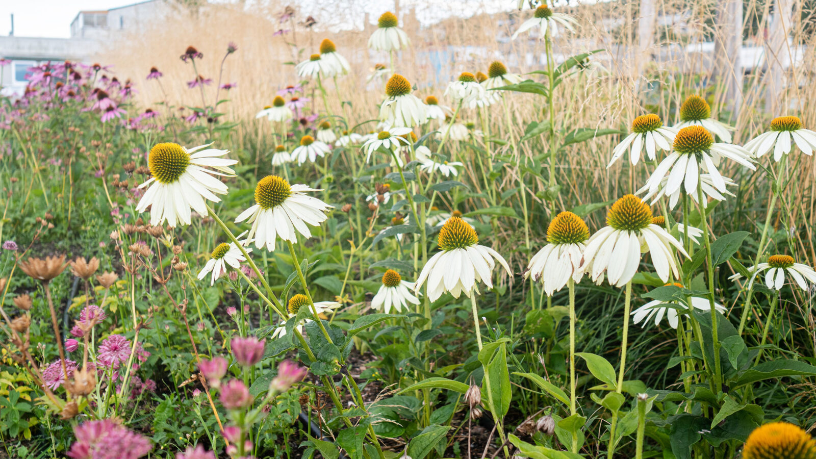 En grønn blomstereng med prestekrager.