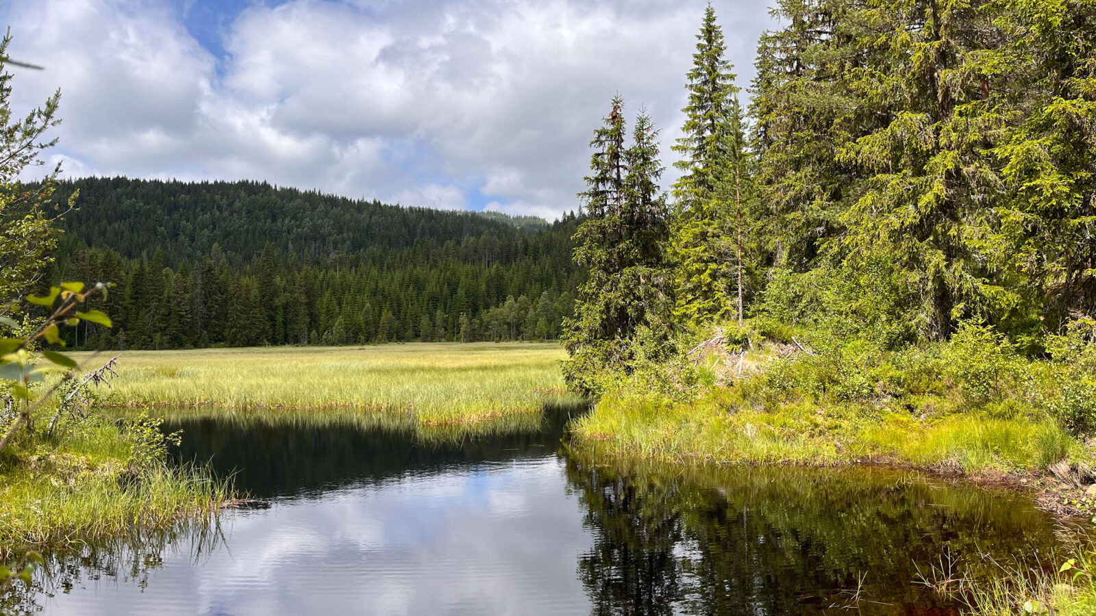 Natur og skogområde for å illustrere naturkompasset webinar