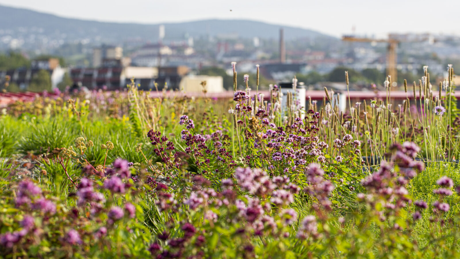 A close-up of a rooftop bioretention area, with city buildings softly blurred in the background.